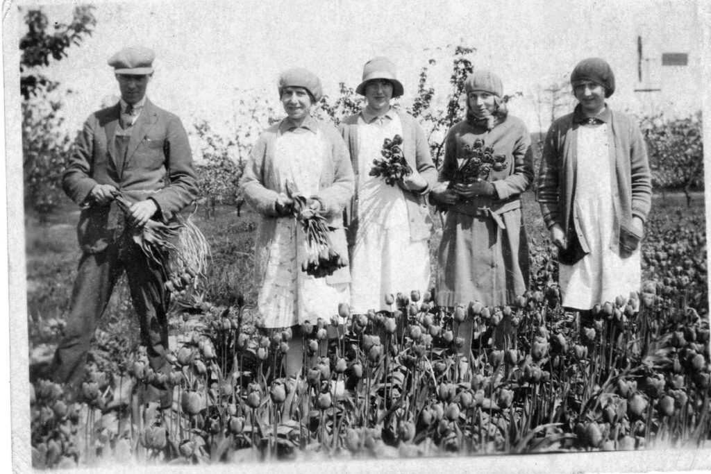 Picking Tulips on the far