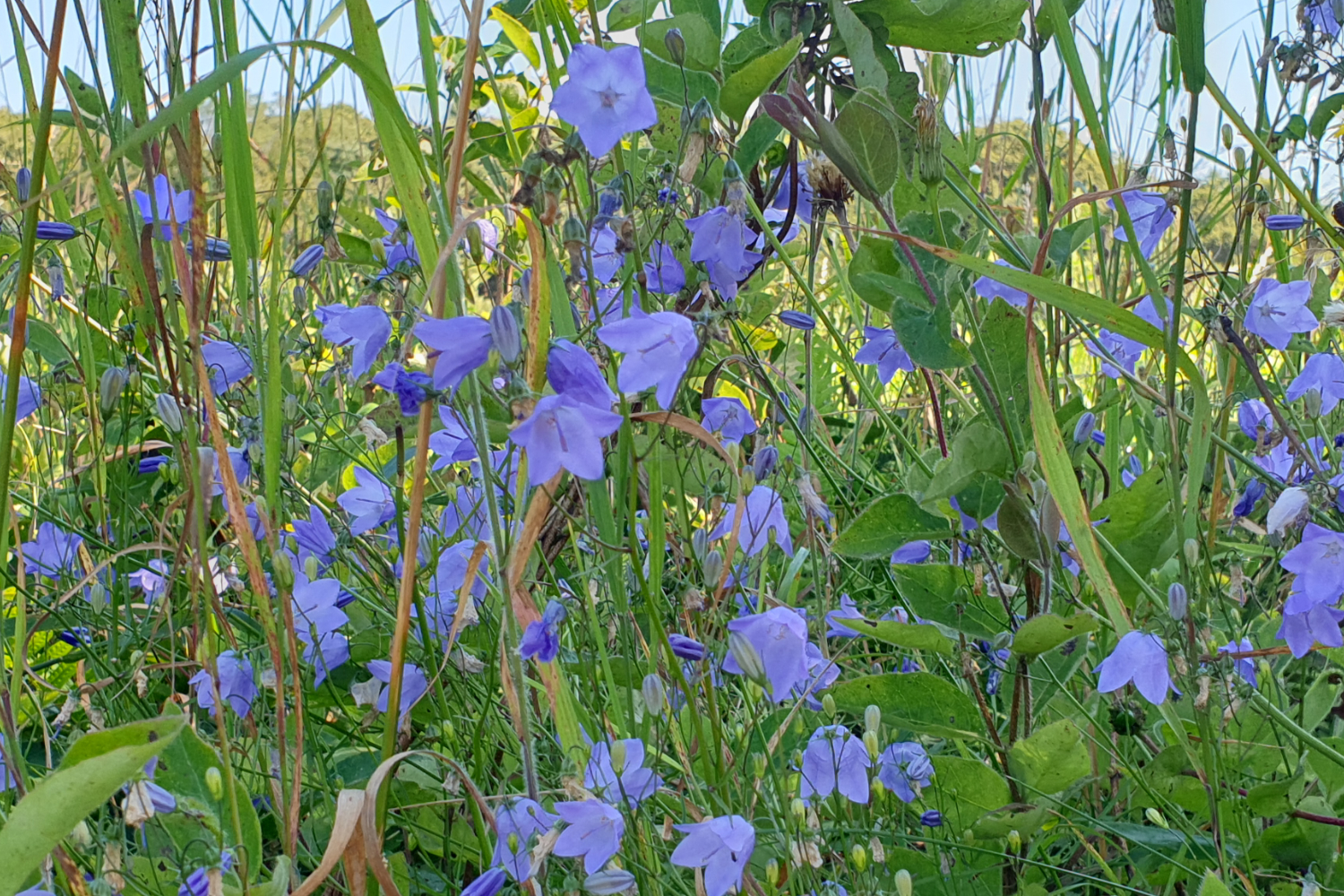 Nature Sightings.