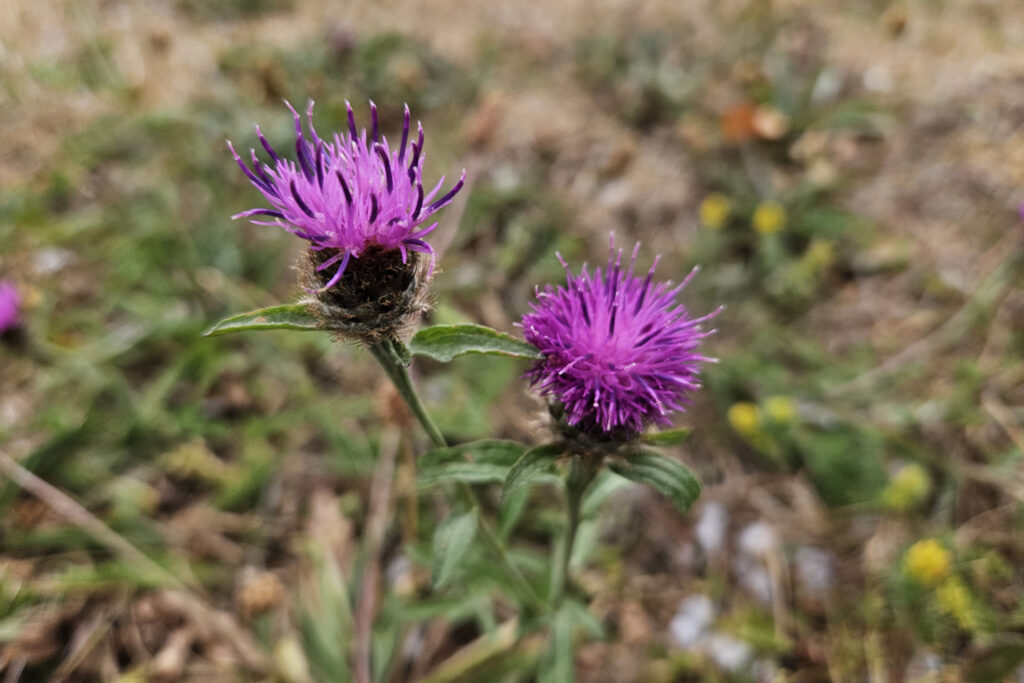 Chalk Knapweed in July