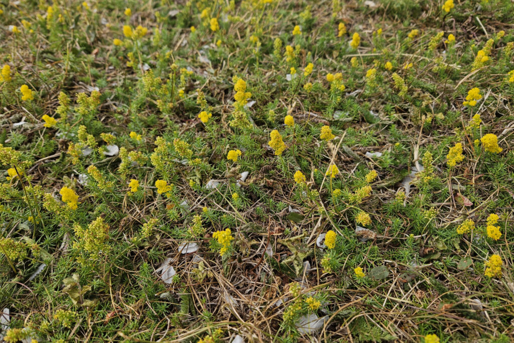 Lady's Bedstraw in July