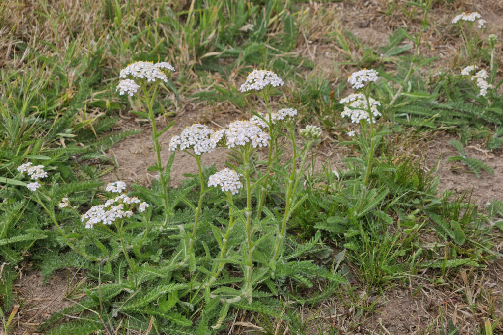 Yarrow in July